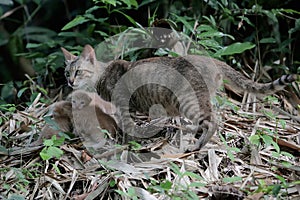 A female cat is guarding her three babies from predators.