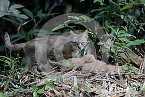 A female cat is guarding her three babies from predators.