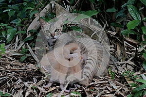 A female cat is guarding her three babies from predators.