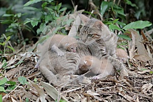 A female cat is guarding her three babies from predators.