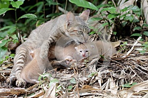 A female cat is guarding her three babies from predators.