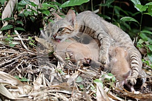 A female cat is guarding her three babies from predators.