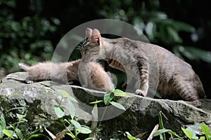 A female cat is guarding her three babies from predators.