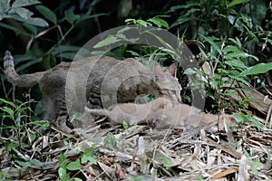 A female cat is guarding her three babies from predators.