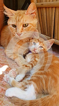 Female cat with kitten