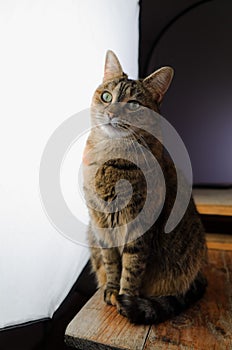 Female cat sitting in front of a large photography studio light