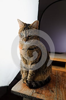 Female cat sitting on a rustic wooden table in front of a large photography studio light
