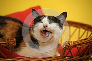 Female cat,  cat with three colors photo