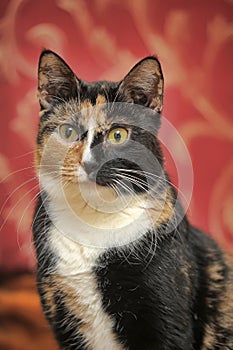 Female cat,  cat with three colors photo