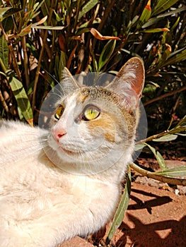 Female cat under sun light staring upwards center shot light green yelloe eyes white