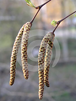 female catkins develop in spring, and leaves unfurl on Betula pendula, silver birch, warty, European white birch, or East Asian