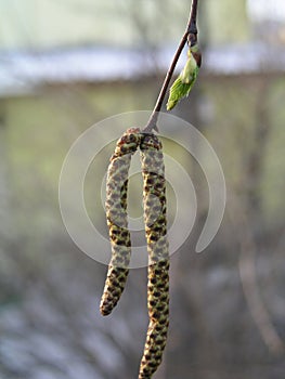 female catkins develop in spring, and leaves unfurl on Betula pendula, silver birch, warty, European white birch, or East Asian