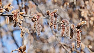 Female catkins of silver poplar