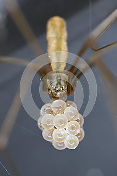 Female cellar spider with egg sac (Pholcus phalangioides). This is a spider often found in homes and apartments