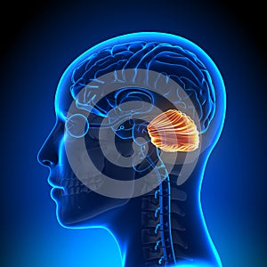 Female Cerebellum - Anatomy Brain