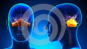 Female Cerebellum Brain Anatomy - blue concept
