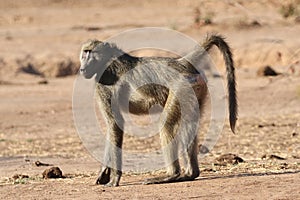 Female Chacma baboon in Kruger National Park, South Africa