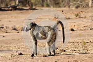 Female Chacma baboon in Kruger National Park, South Africa