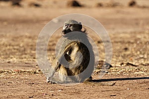 Female Chacma baboon in Kruger National Park, South Africa