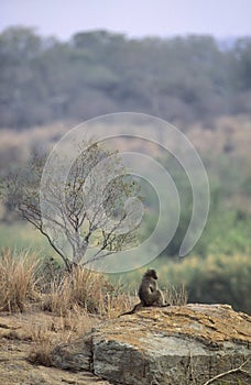 Female Chacma Baboon in landscape, South Africa