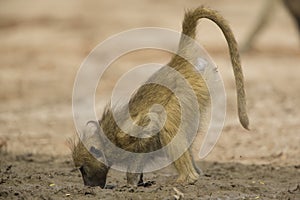 Female Chacma Baboon (Papio ursinus) drinking