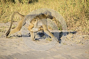 Female, Chacma Baboon, Papio ursinus griseipes, with baby on belly, Bwabwata, Botswana