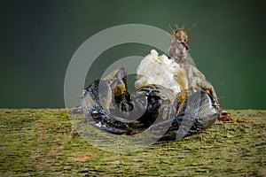 female Chaerilus Celebensis scorpion photo