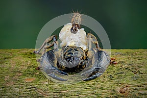 female Chaerilus Celebensis scorpion photo