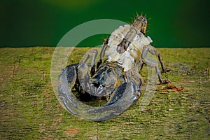 female Chaerilus Celebensis scorpion photo