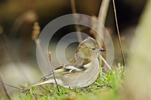 Female Chaffinch