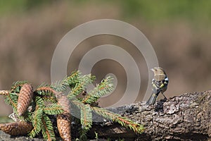 Female chaffinch on branch