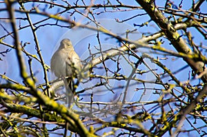 Female chaffinch enjoying the sun