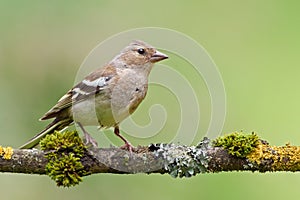 Female Chaffinch (Fringilla coelebs) photo