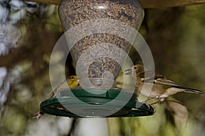 Common chaffinch and Atlantic canary in a bird feeder.