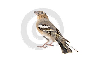 Female Chaffinch, Fringilla coelebs, isolated on white background