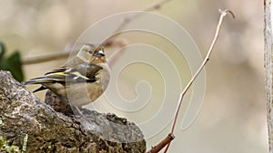 Female chaffinch Fringilla coelebs sitting on the tree trunk with blurred background photo