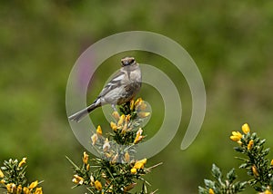 Female Chaffinch in a Gauze Bush