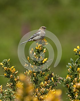 Female Chaffinch in a Gauze Bush