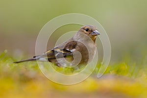 Female Chaffinch looking photo