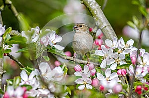 Female Chaffinch perched in apples blossom.