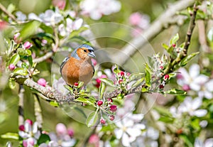 Female Chaffinch perched in apples blossom.