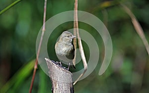 Female chaffinch perched on a log