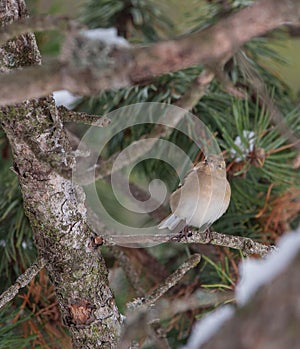 Female Chaffinch in a pine tree