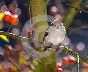 Female chaffinch sitting on an apple tree