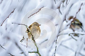 Female chaffinch sitting on a snow covered tree