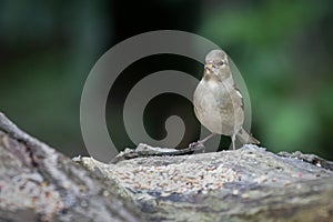 a female chaffinch standing on a log feeding