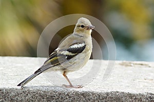 Female chaffinch on a wall