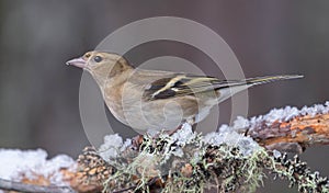 Female Chaffinch in Winter