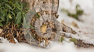 Female Chaffinch in winter