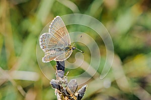 Female Chalkhill Blue buttterfly, Lysandra coridon, on a dry old flower